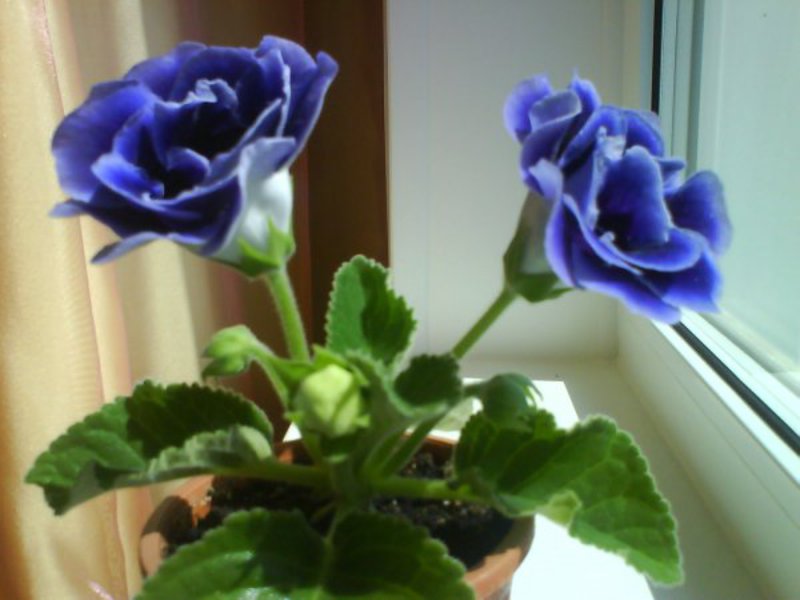 Hvordan plante gloxinia