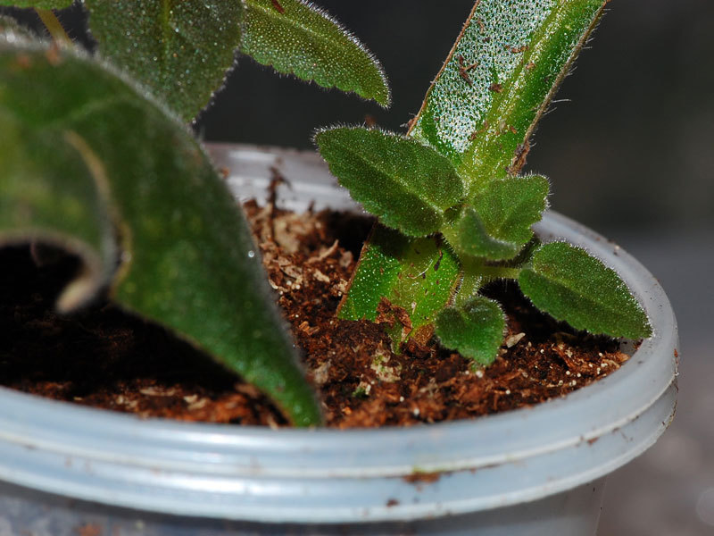 Kaunis kukinta gloxinia