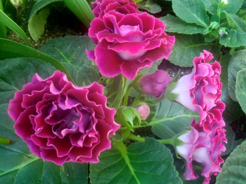 Hogyan terjedhet a gloxinia?