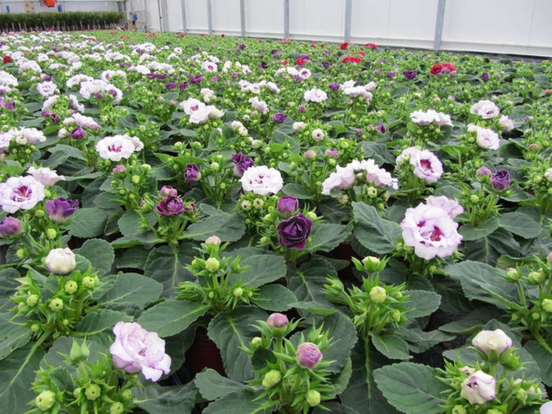 Reproductie van gloxinia door stekken