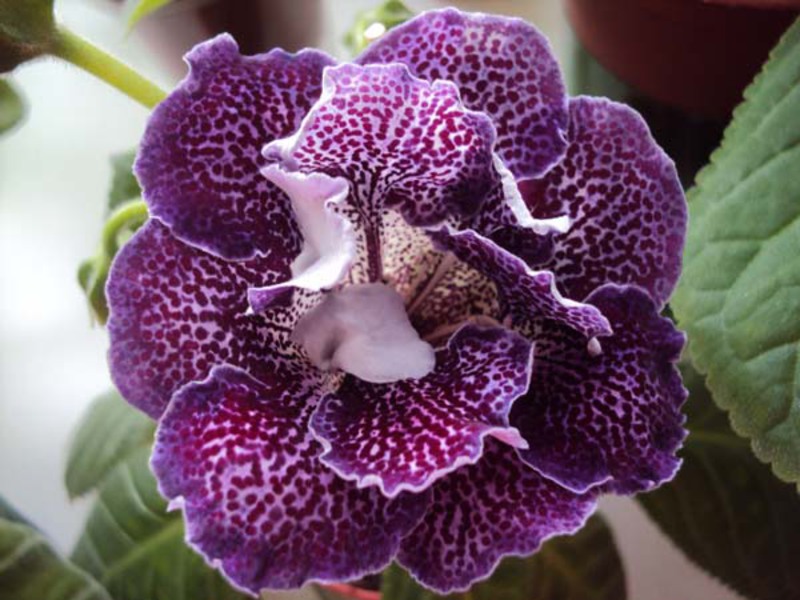 Thời kỳ ra hoa Gloxinia