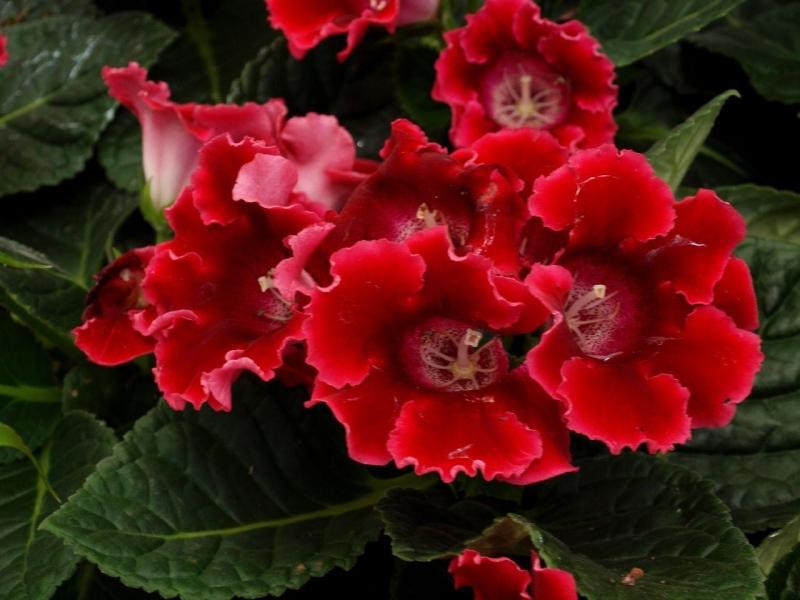 Caractéristiques de reproduction de gloxinia