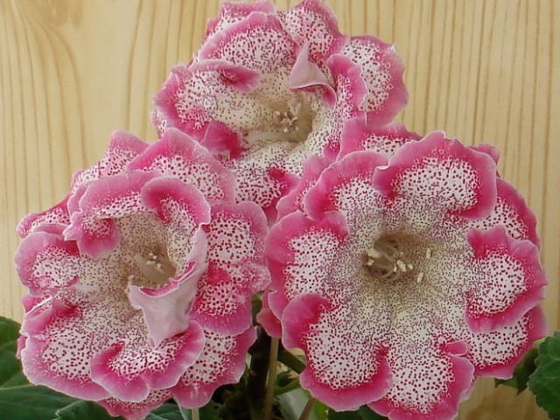 ศัตรูพืช Gloxinia