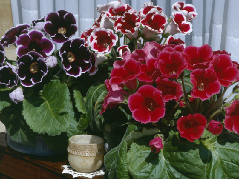 Avlstrekk ved gloxinia