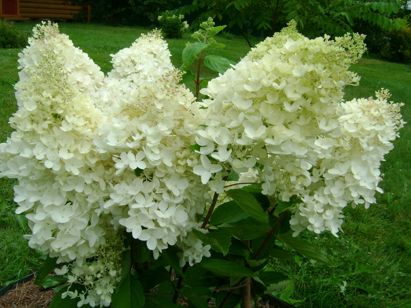 Hortensia-blomster er nydelige uavhengig av sorten.