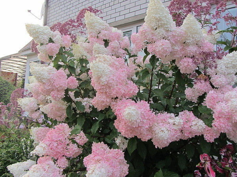 Hydrangea Vanilla Fries: características de la variedad.