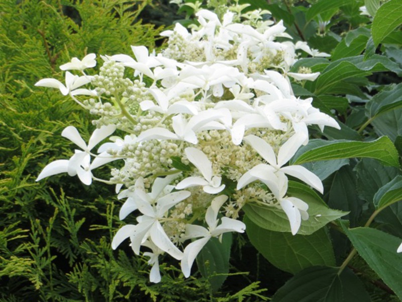 Hydrangea Great Star is a very interesting white flower.