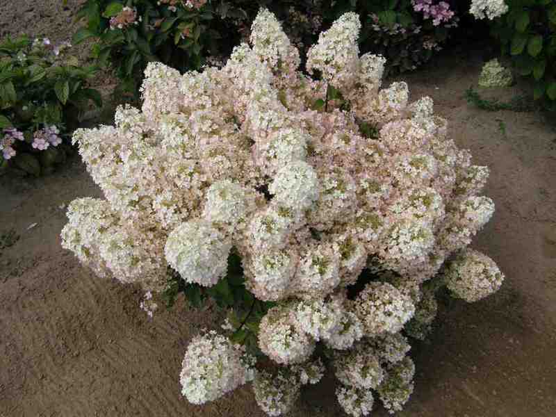 Panicle hortensia vil være en fremragende løsning til at skabe landskabspleje i haven