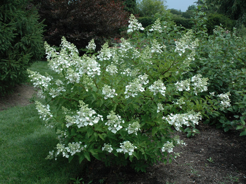 Hydrangea Unique er en raffinert og raffinert skjønnhet.