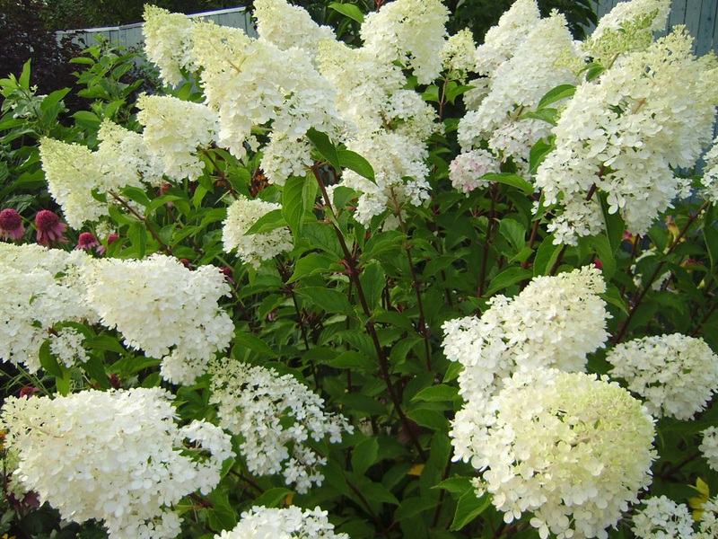 Hydrangea Phantom - all the splendor of hydrangea flowering is embodied in this variety.