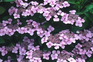 Serrate-hydrangea on erittäin mielenkiintoinen pensas.