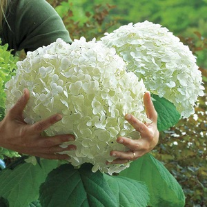 Hortensia Incredibil - bile imense de flori!