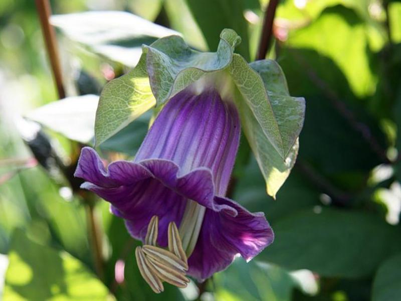 Die Kobei-Blume ist auf dem Foto zu sehen - schätzen Sie die Eigenschaften des Kelches.