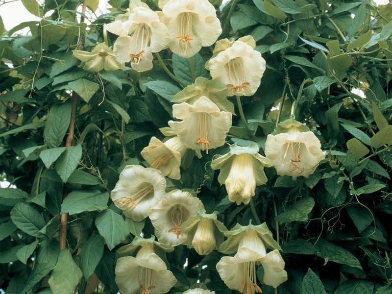 Il kobei bianco nel giardino ha vinto molto bene.