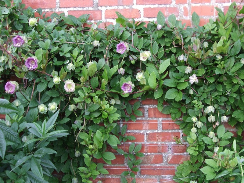 Kabeya climbing near the house - vines can even cling to walls.