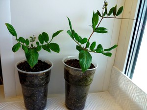 Seedlings of climbing kobei in pots on the window