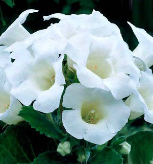 Gloxinia ที่สวยงาม