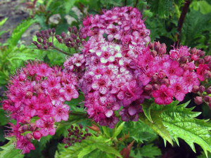 Spirea Bush je krásná kvetoucí rostlina