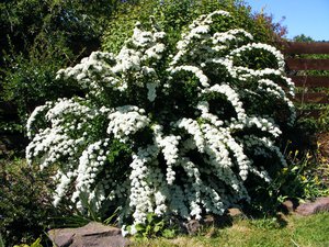 A spirea cinza floresce quase todo o verão.