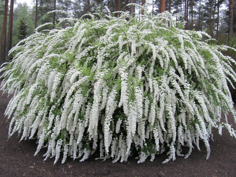 Spirea Grefsheim - caracteristici ale înfloririi