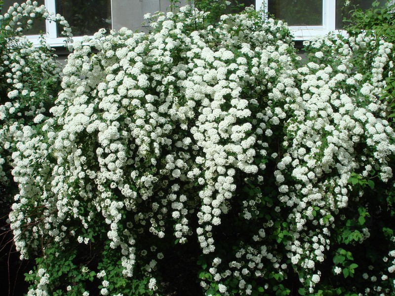 Spirea Wangutta on toinen koristeellinen pensas