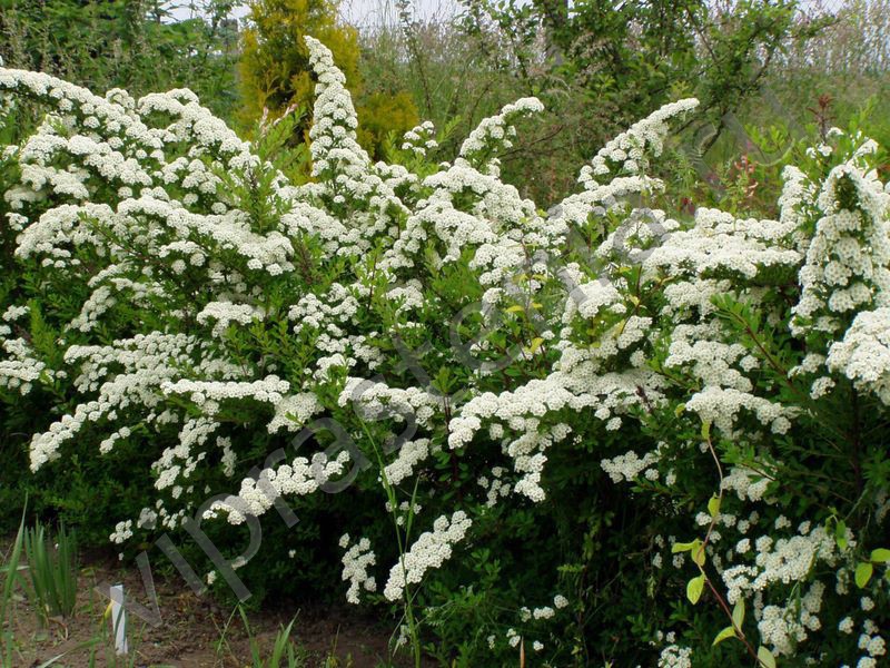 Spirea nippon - apa itu?