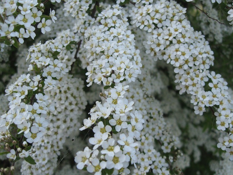 Spirea Arguta de dientes afilados en el jardín