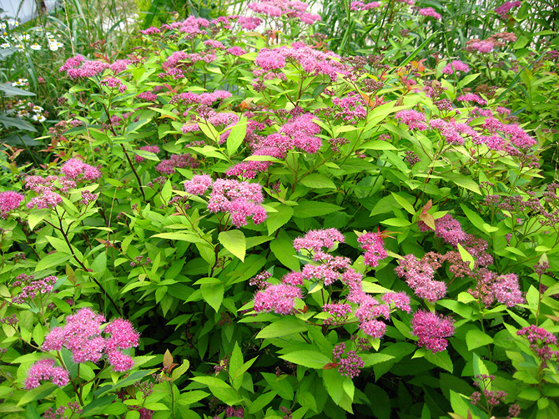 Spirea trong vườn - rất phổ biến để khoanh vùng và làm vật trang trí trong bồn hoa