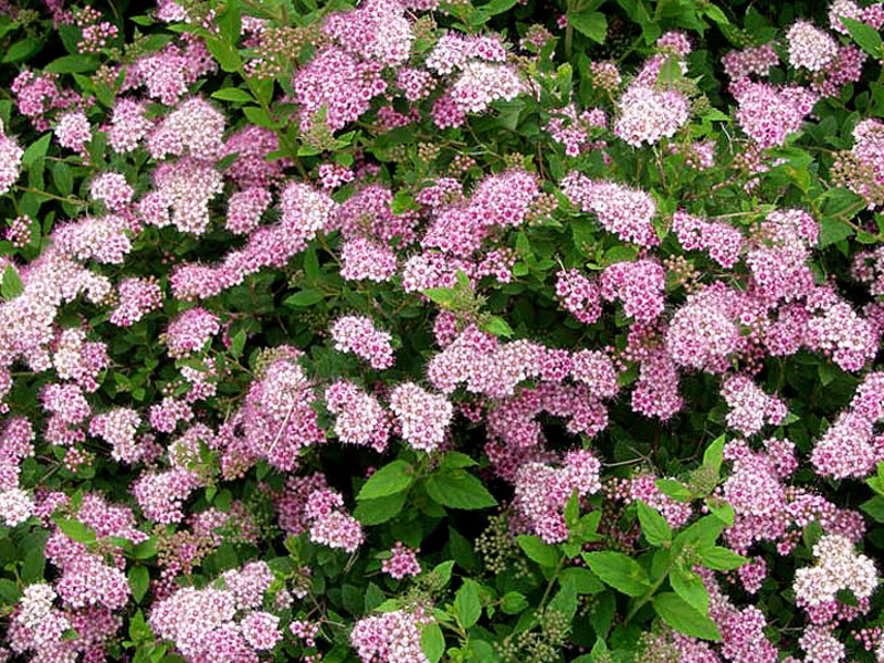 Spirea Little princesses - belos arbustos para o local.