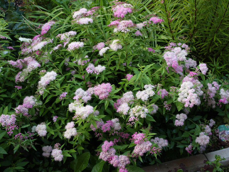 Spirea Shiroban - ziedēšanas iezīmes