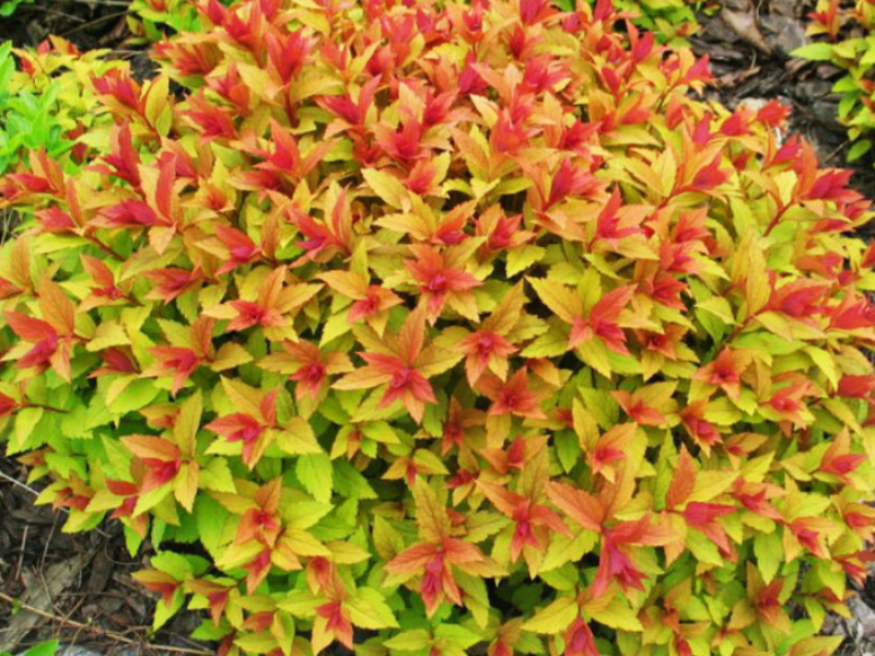 Spirea Goldflame е много ярък храст