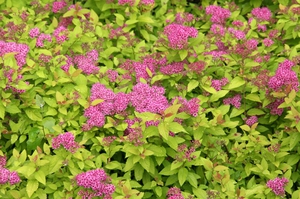 Goldene Prinzessinnen sind eine der Sorten von Spirea.