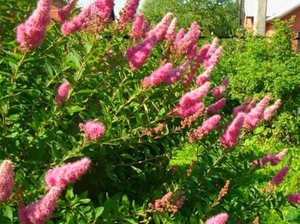 Willow spirea es un arbusto muy interesante para el jardín.