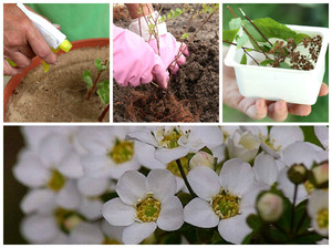 Plantning af spirea om foråret