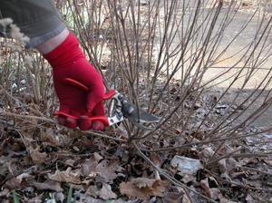 Strauchpflege im Herbst - Äste beschneiden, auf den Winter vorbereiten.