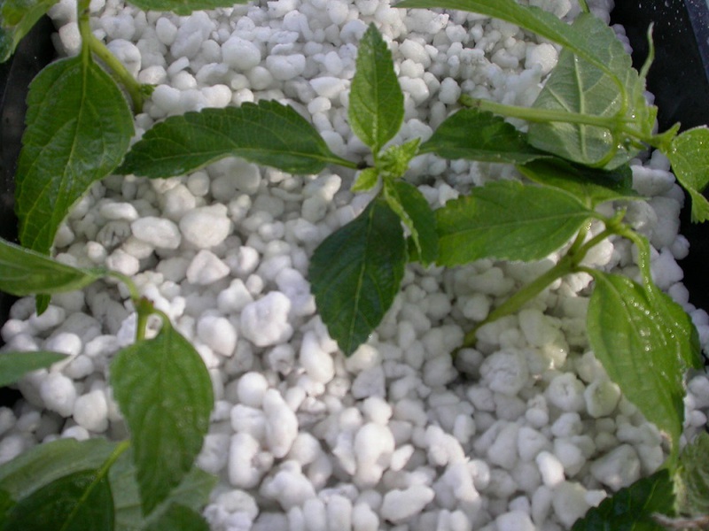 Ways to use perlite in gardening