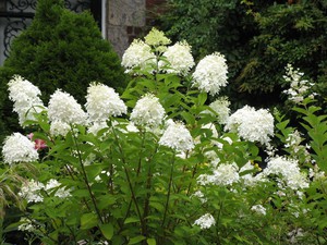 Hortensia plante skadedyr