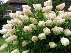 Hortensia panicular en creixement