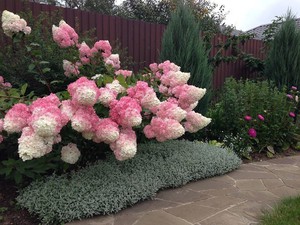 Hortensia sorter