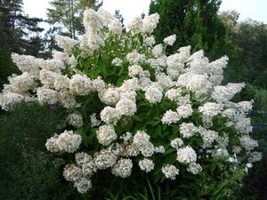 Cómo plantar una hortensia de panícula