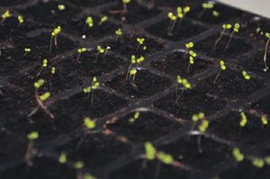 Planting og stell av petunia frøplanter