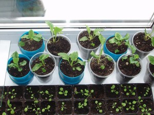 Sowing petunia seeds