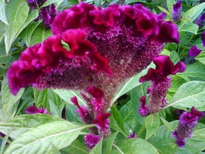 Грижа за цветя Celosia