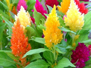 Celosia Pflanzenarten