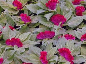 Celosia argenteo