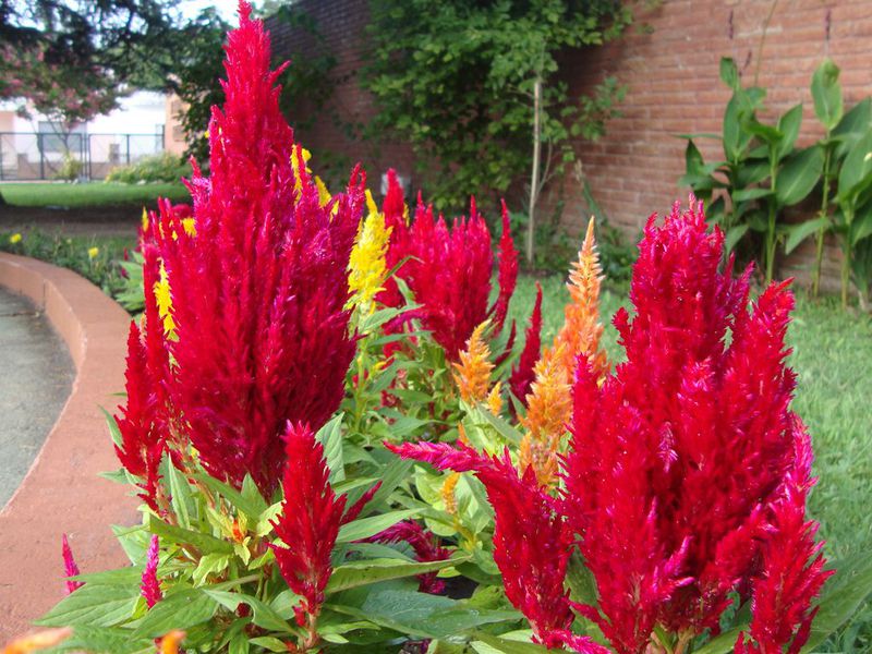 Celosia สีเงิน