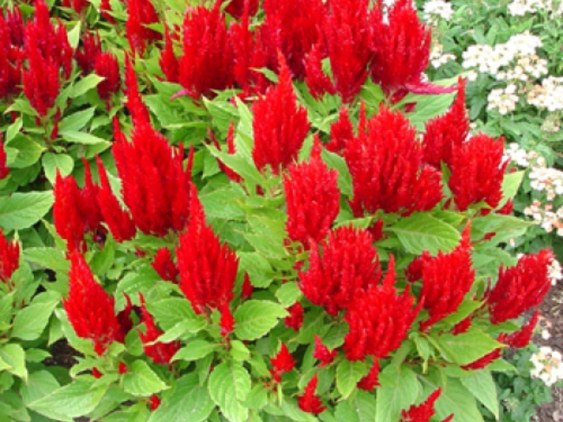 Wie Celosia blüht