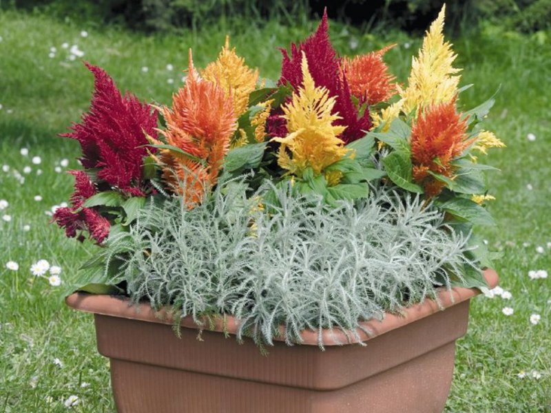 Fiore del giardino di Celosia