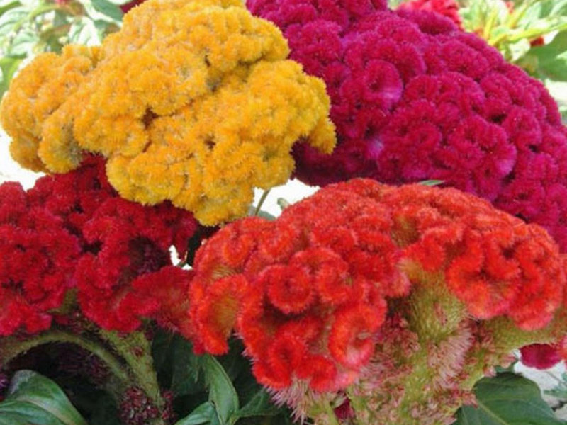 Wie man Celosia züchtet