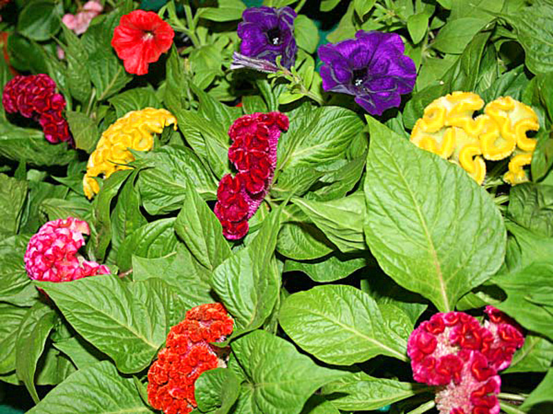 Variedades de flor celosia